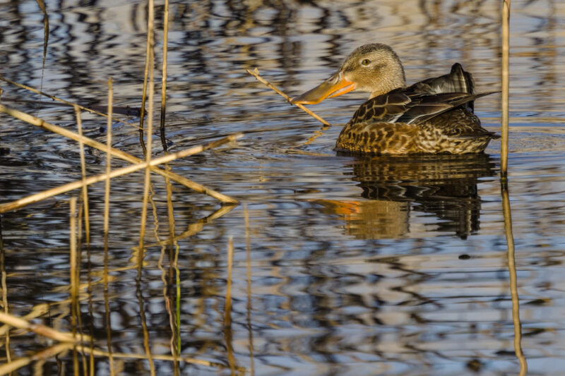 Canard souchet femelle